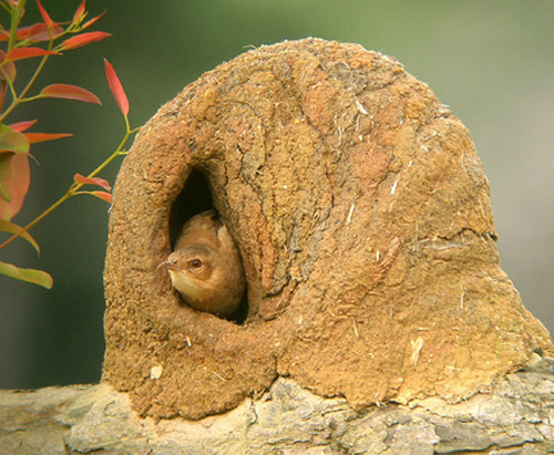 Птах-пічник (Furnarius) будує гнізда в гнізд які будують вигляді грубки