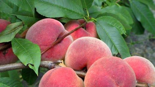 Якщо вам має бути тривала овочева або фруктова дієта, насамперед, включіть в раціон персики, щоб прискорити травлення і трохи «підгодувати» кишкову флору