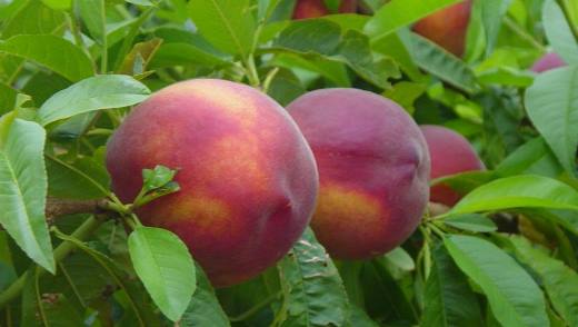 сорти персиків