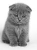 2012-06-17 ## 00:19 Як вибрати якісного, породистого британського кошеня