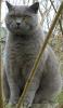 переглядів: 0 2011-03-28 ## 15:10 Як з'явилася британська короткошерста кішка