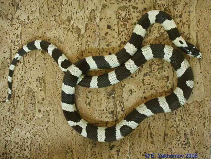 Королівська змія каліфорнійська поперечнополосата чорно-біла шірокополосая
