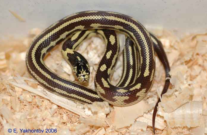Королівська змія каліфорнійська продольнополосатая аберрантним забарвлення